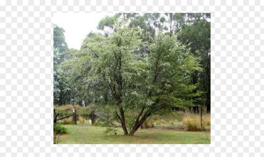 Rockery Tree Major Oak Lemon Myrtle Leptospermum Liversidgei PNG