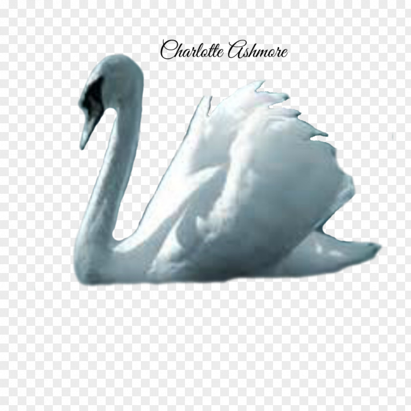 Swan Cygnini Bird Crane Duck Goose PNG