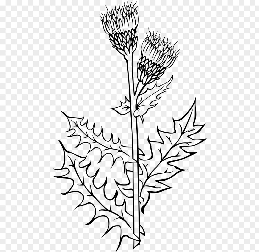 Thistle Clipart Creeping Cirsium Vulgare Milk Drawing PNG