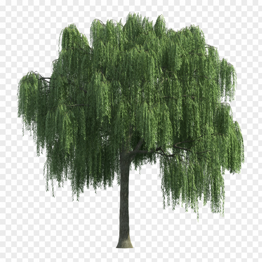 Tree Willow Shrub PNG