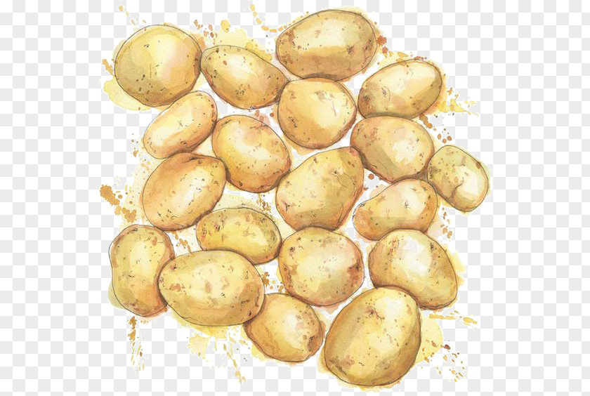Watercolor Potatoes Painting Drawing Potato Illustration PNG