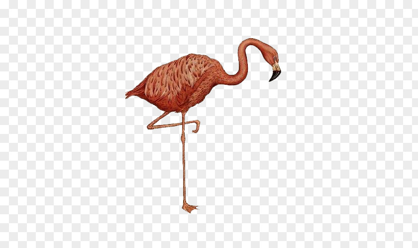 A Flamingo Animalium Colouring Book Amazon.com Walk This Wild World PNG