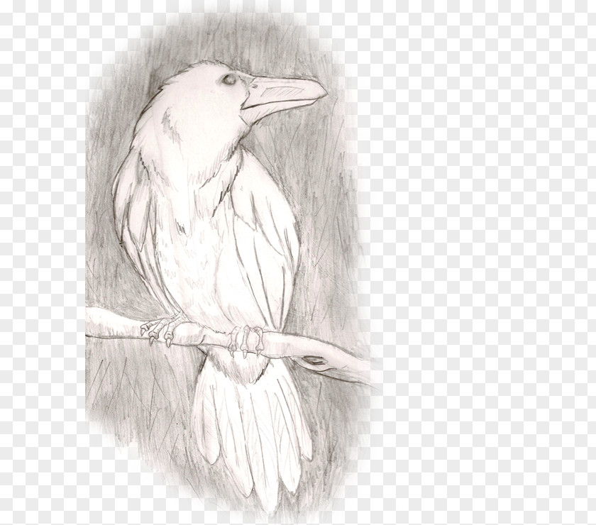 Bird Beak Figure Drawing Sketch PNG