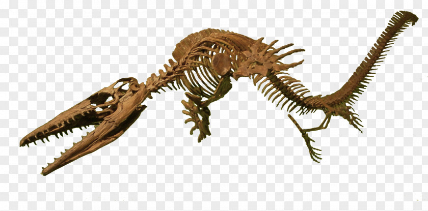 Dinosaur Velociraptor Clidastes Niobrara Formation Late Cretaceous Reptile PNG