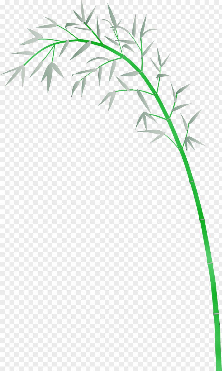 Grass Plant Leaf Stem Family PNG