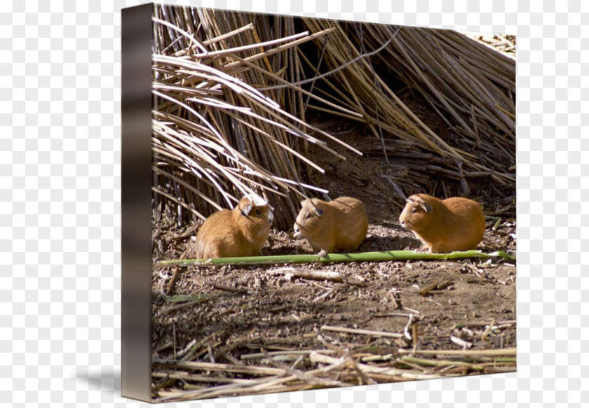 Guinea Pig Squirrel Rodent Fauna Animal Wildlife PNG