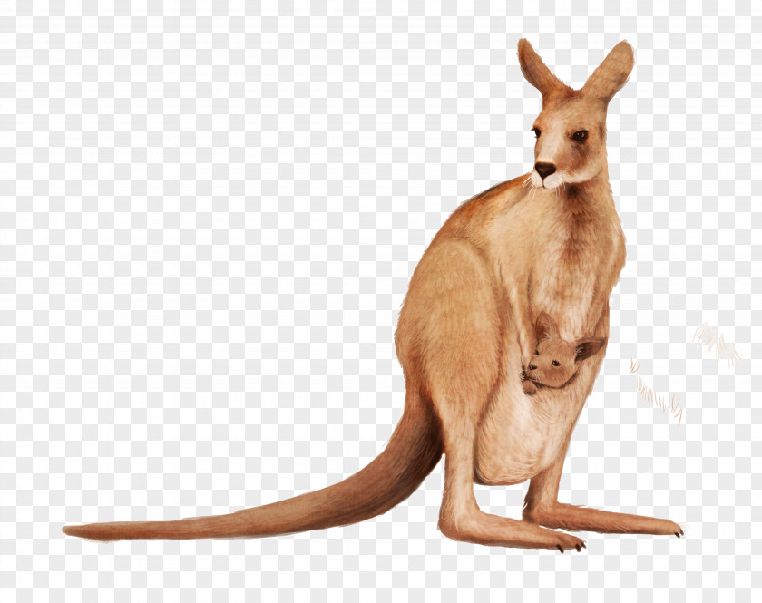 Kangaroo Matschie's Tree-kangaroo Wallaby Reserve Clip Art PNG