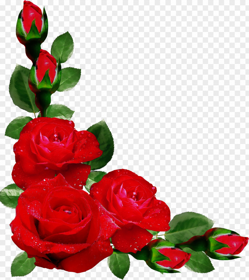 Rose Order Family Garden Roses PNG