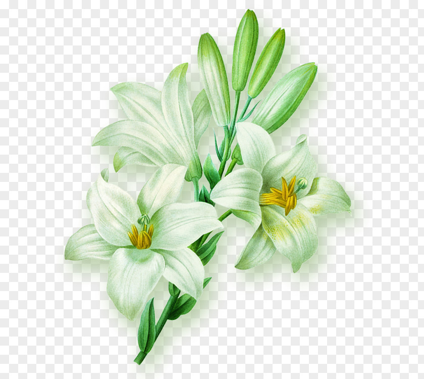 A Blue Lily Hand Painted Illustration Lilium Flower PNG