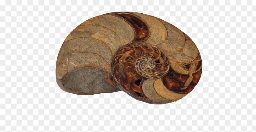 Brown Conch Fossil Boa Constrictor 100u6b73u3078u306eu547cu5438u6cd5: U30abu30f3u30bfu30f3!u300cu8179u5727u547cu5438u300du3067u4f53u304cu3050u3093u3050u3093u82e5u8fd4u308b! Kokju Ho Diaphragmatic Breathing PNG