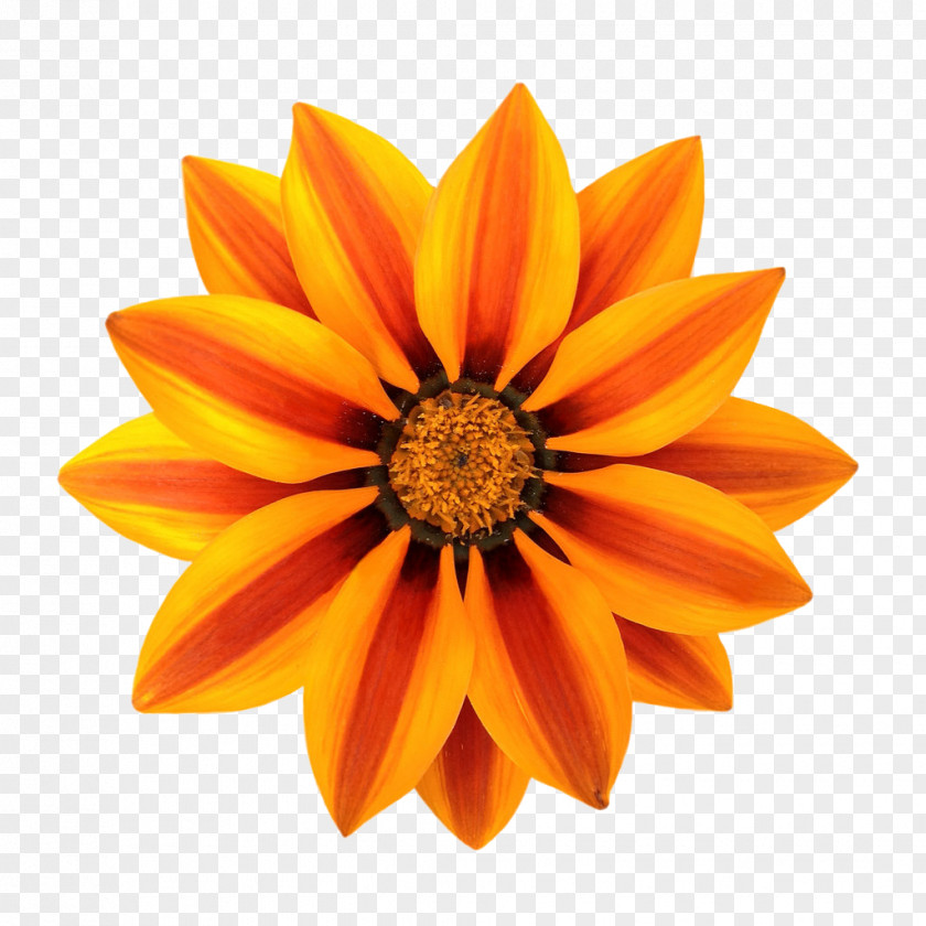 Gazania File Image Formats Amazon.com PNG