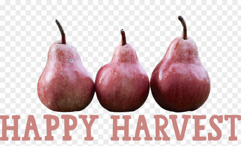 Happy Harvest Harvest Time PNG