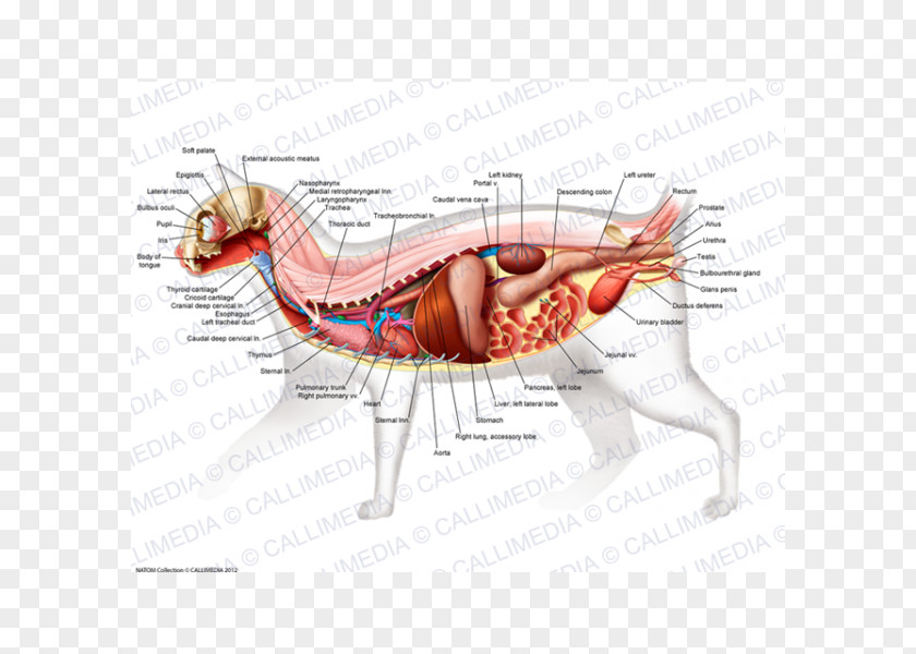 Anatomy Muscle Organ Human Body Finger PNG body Finger, thyroid cartilage clipart PNG