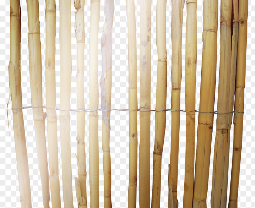 Bamboo Arrangement Barbed Wire Fil De Fer PNG