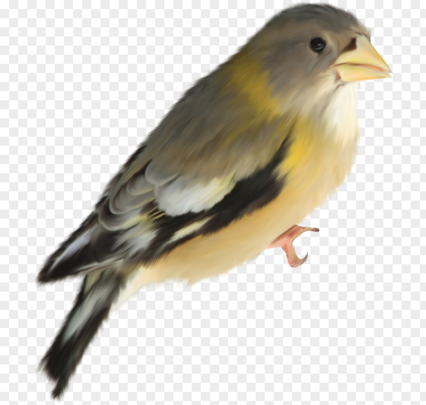 Bird Lark PNG