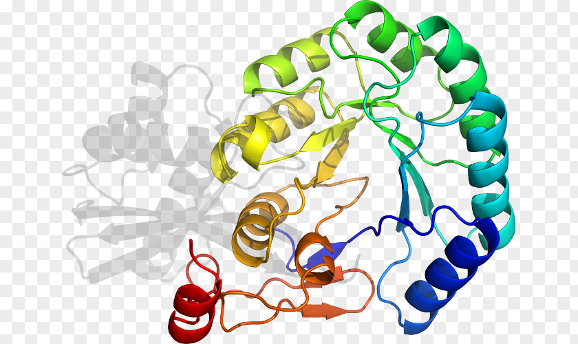 Clip Art Product Organism Line Protein PNG