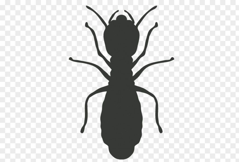 Cockroach Mosquito Pest Control Termite PNG