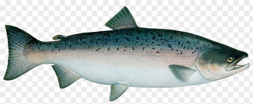 Fish Sardine Coho Salmon Trout Atlantic PNG