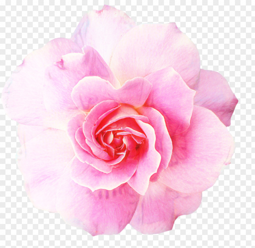 Perennial Plant Camellia Pink Flowers Background PNG