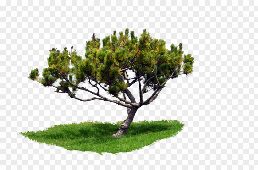 Tree Pine Corel Photo-Paint PNG