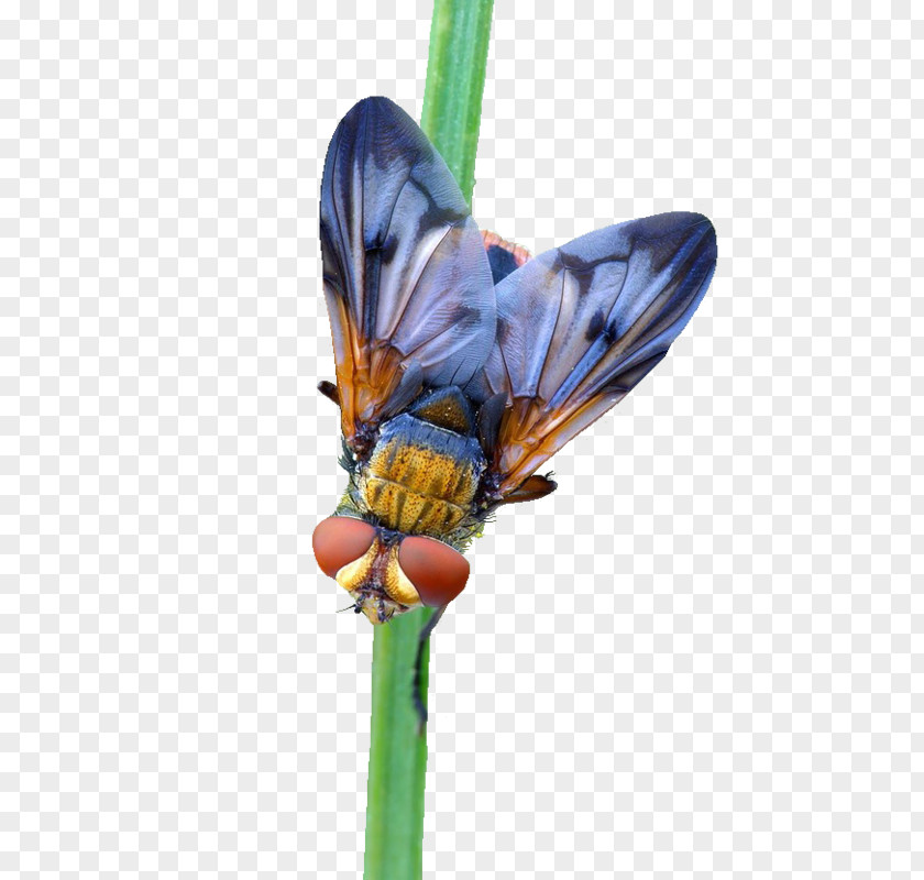 Cartoon Flies Beetle Butterfly Spider Moth PNG