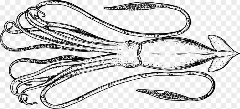 Cephalopod Squid Line Art Clip PNG