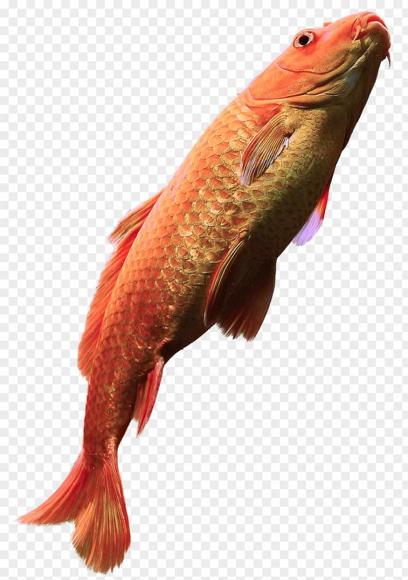 Fish Image Resolution Download Landscape PNG