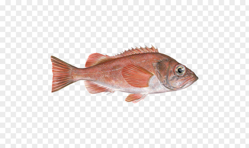 Fishing Northern Red Snapper Fish Products Redfish Seafood PNG