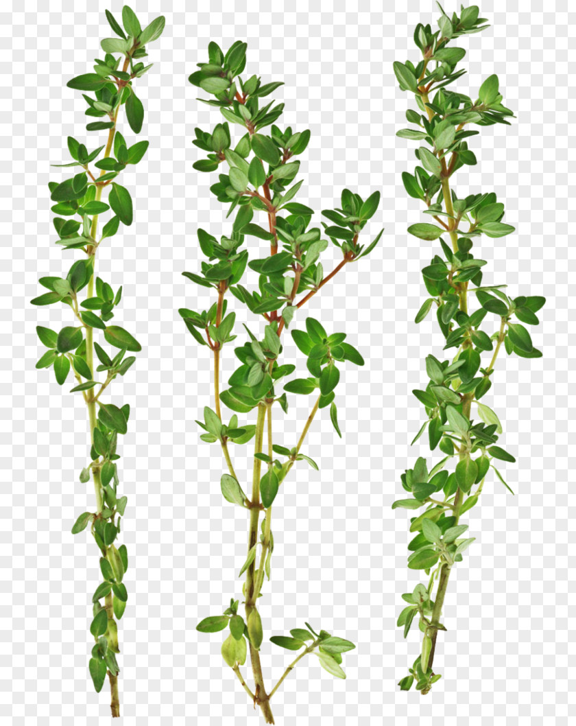Parsley Thymus Citriodorus Garden Thyme Irish Stew Herb Vegetable PNG
