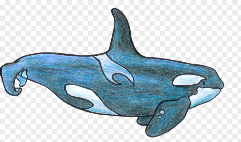 Shamu Cartoon Killer Whale Common Bottlenose Dolphin Tucuxi Clip Art PNG