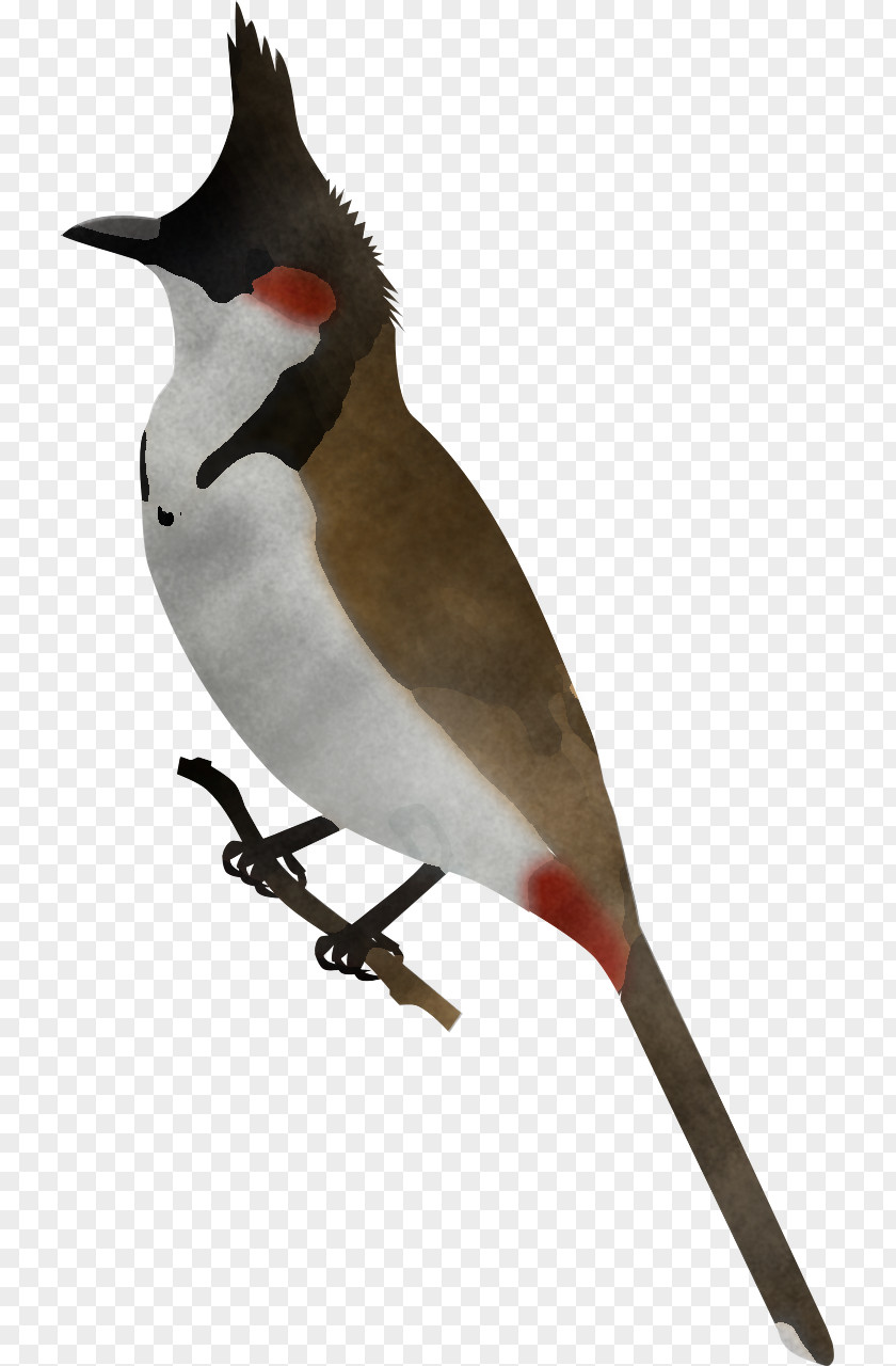 Bird Beak Waxwing Finch Perching PNG