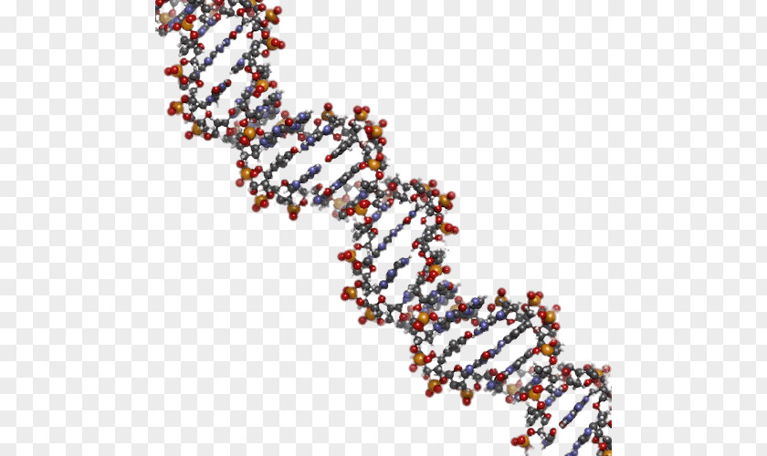 Nucleic Acid Double Helix DNA Human Genome Structure Genetics PNG