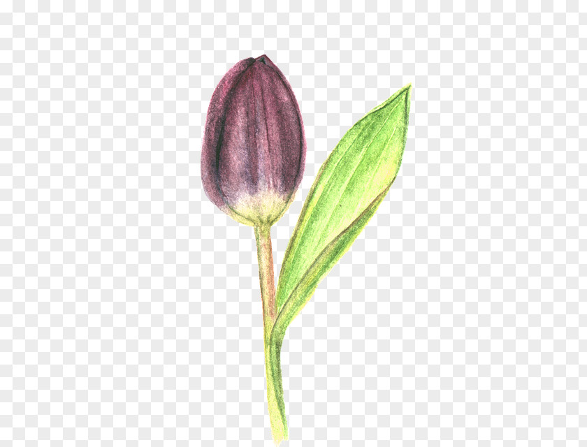 Perennial Plant Fritillaria Tulip Drawing Petal Stem Purple PNG
