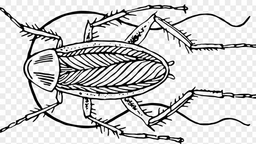 Popular Science Insect The Cockroach Papers: A Compendium Of History And Lore Blattodea PNG