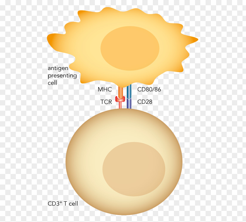 Streptamer T Cell Monoclonal Antibody Polyclonal Antibodies PNG