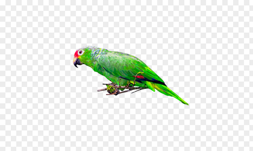 Bird Parakeet Postales Originales/Making Cards Clip Art PNG