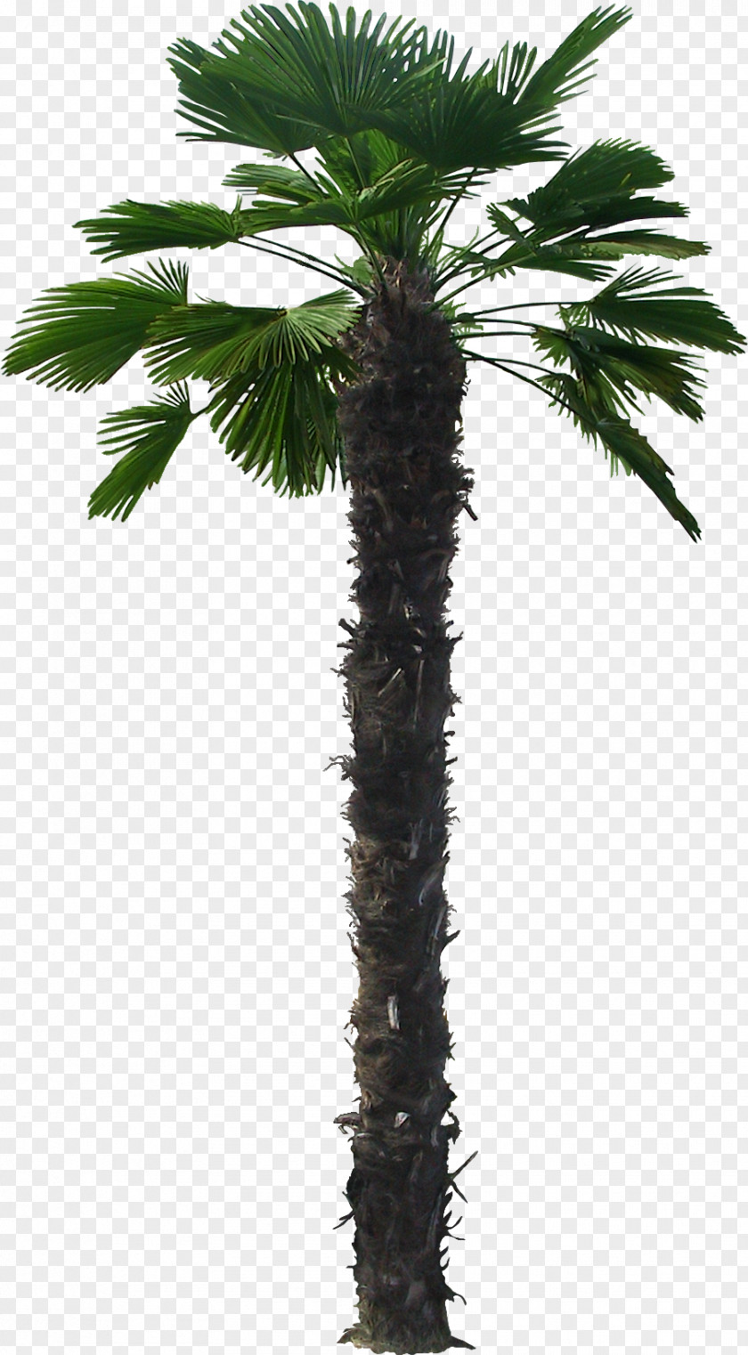 Palms Arecaceae Trachycarpus Fortunei Livistona Chinensis Martianus PNG