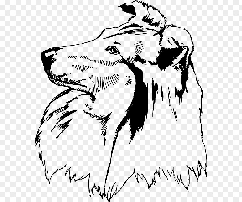 Rough Collie Shetland Sheepdog Scotch Clip Art PNG