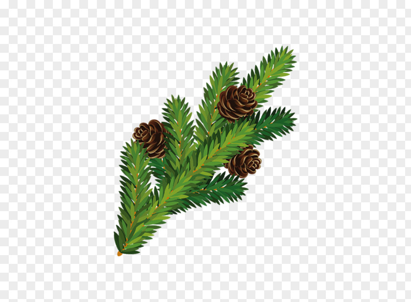 Squirrel Pineal Pine Christmas Tree Branch PNG