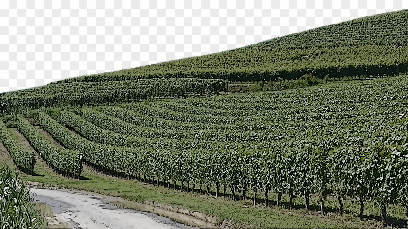 Vineyard Wine Tree Oak PNG