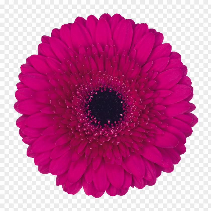 Flower Transvaal Daisy Stock Photography PNG
