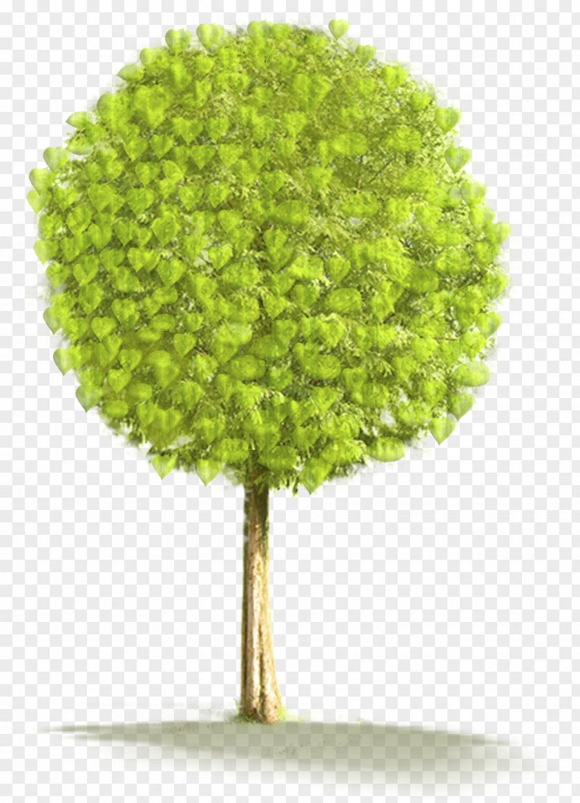 Large Tree Clipart Clip Art PNG
