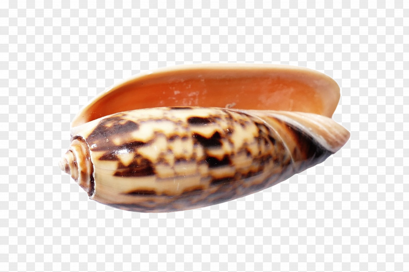 Seashell Snail Beach Conchology Cone Shells PNG