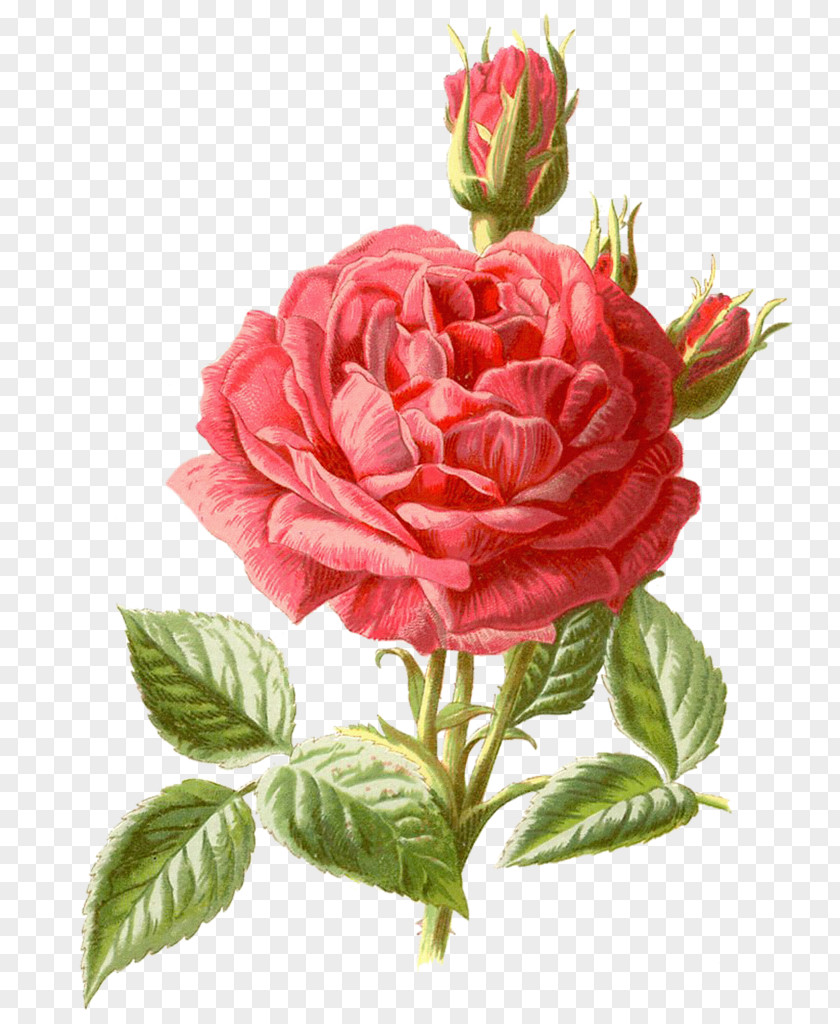 Bouquet Of Red Roses Cross-stitch Flower Rose Pattern PNG