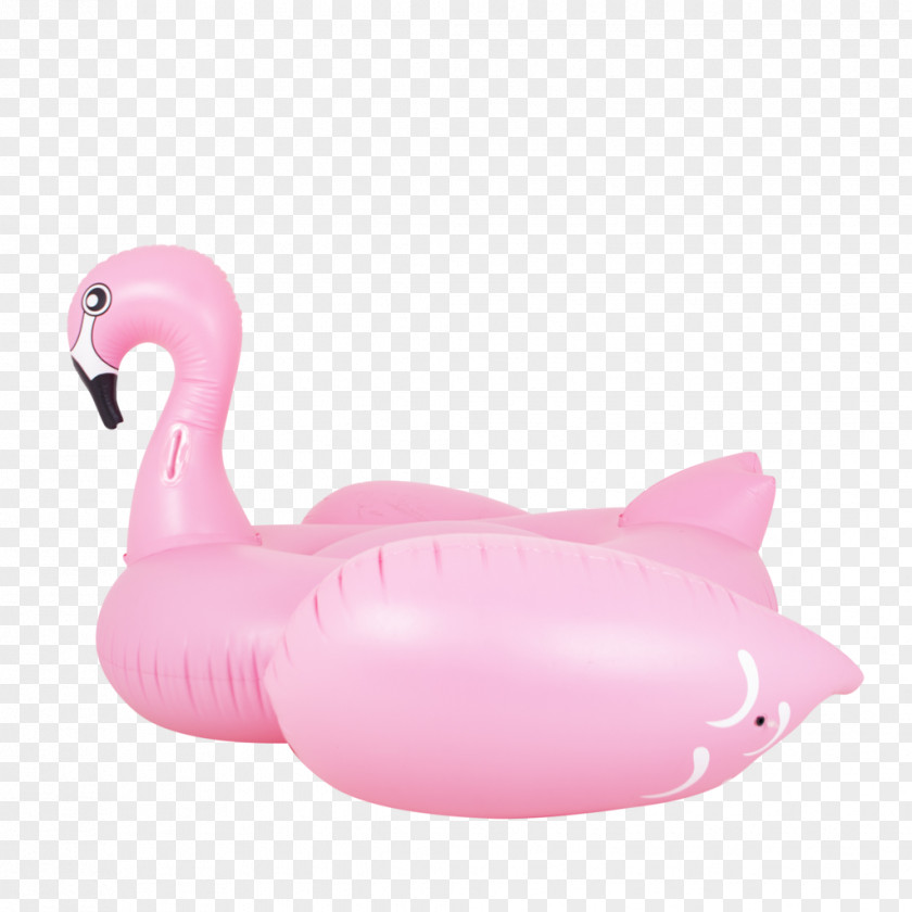 Flamingos Cygnini Goose Water Bird Duck PNG