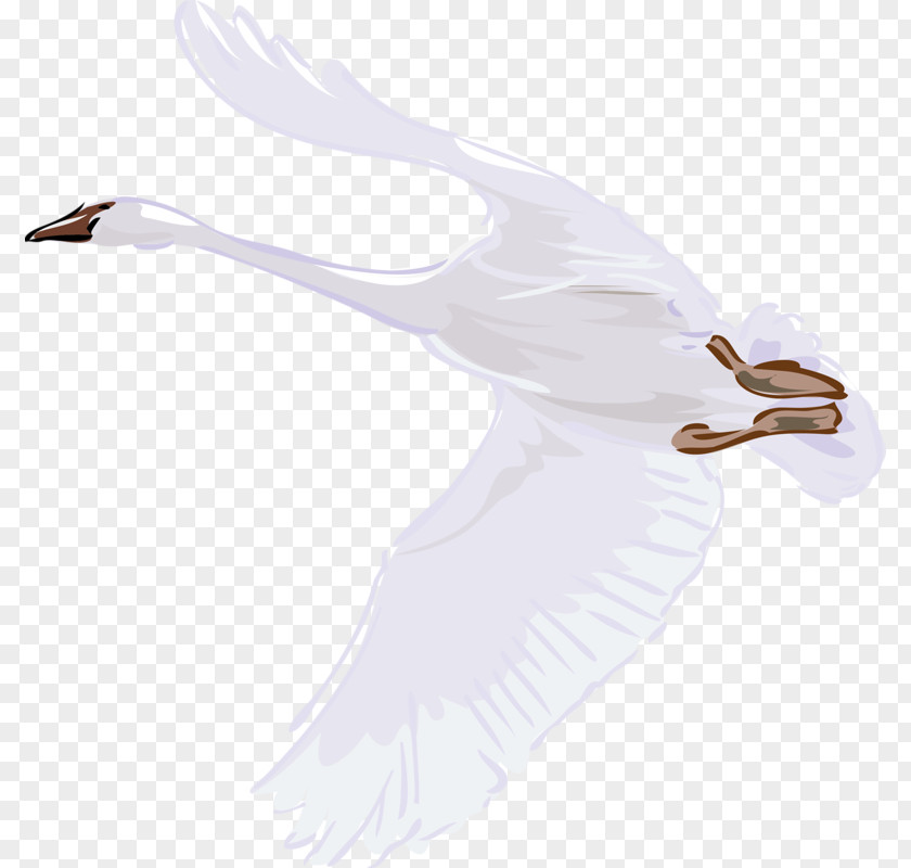 Flying Swan Cygnini Bird Illustration PNG