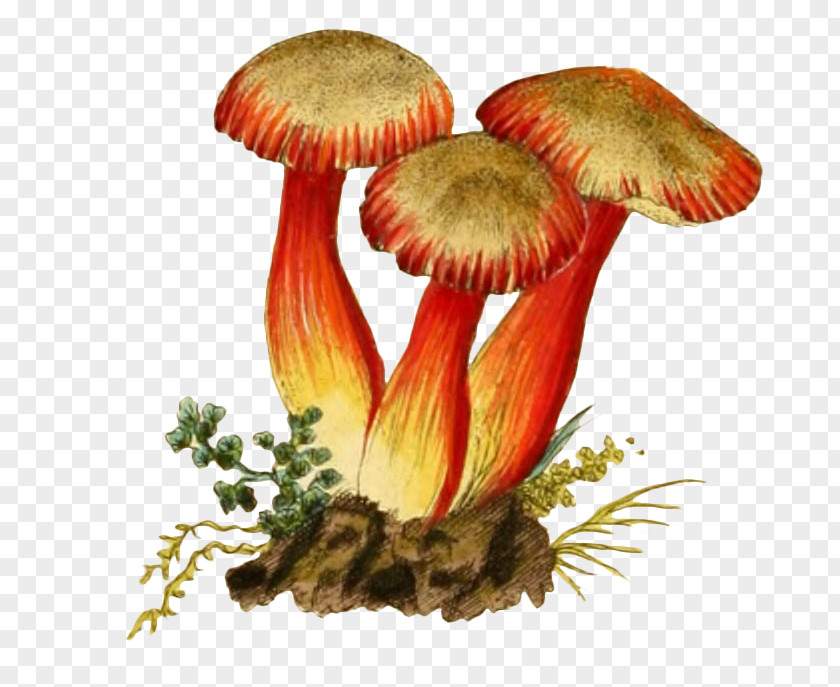 Hand Drawn Mushrooms Illustration PNG
