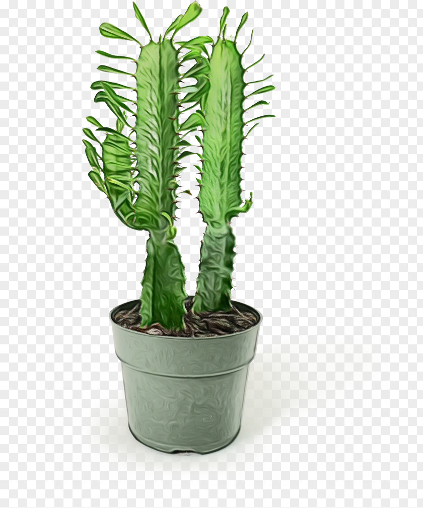 Succulent Plant Acanthocereus Tetragonus Cactus Cartoon PNG