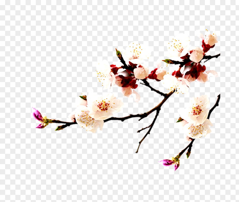 White Apricot China Falun Gong = Cherry Blossom PNG