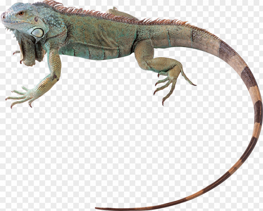 Chameleon Green Iguana Lizard Reptile Chameleons Chuckwalla PNG